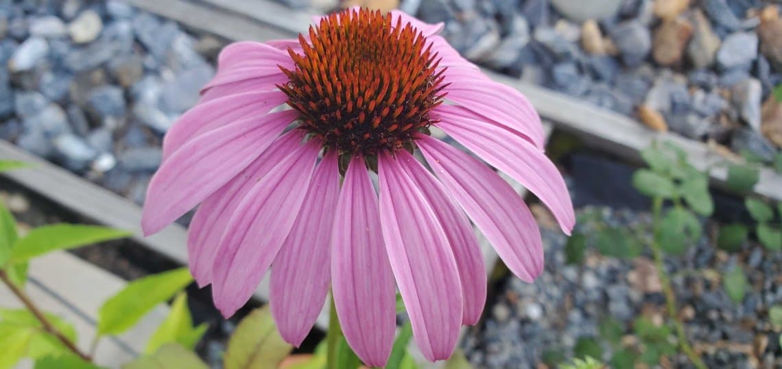 purple coneflower echinacea purpurea