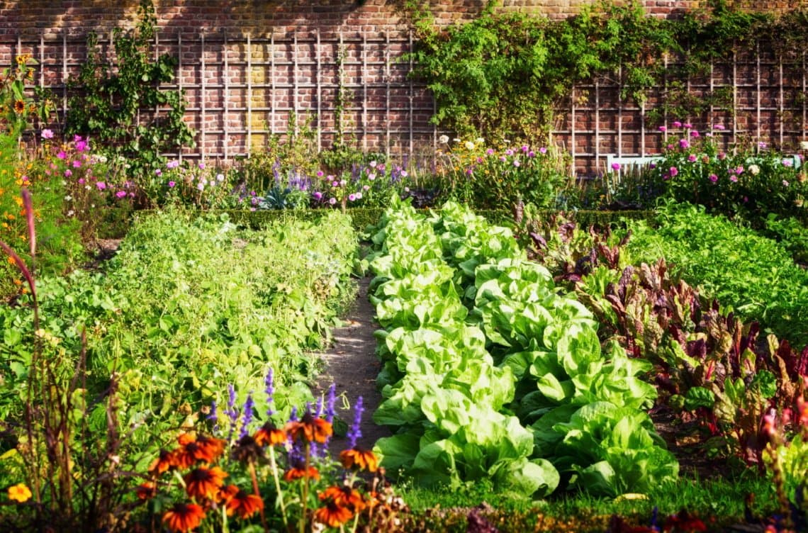 succession planting garden