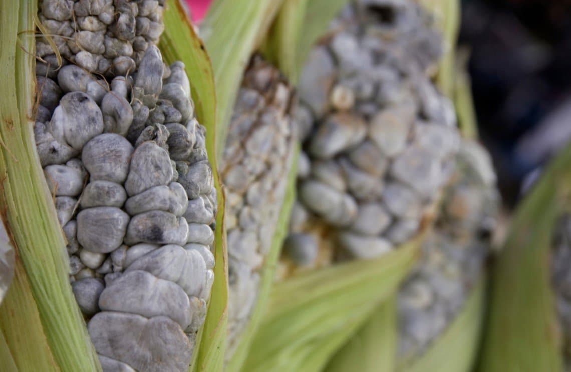 Huitlacoche