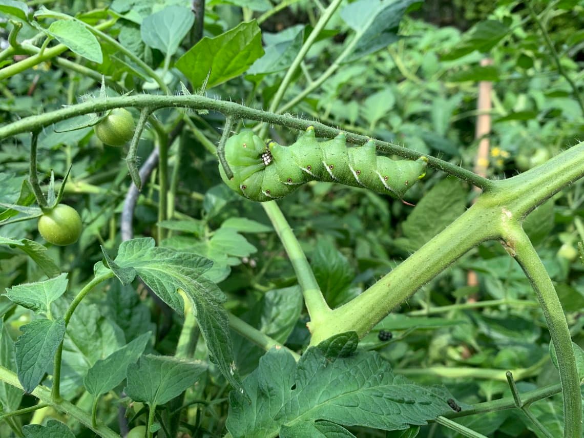 hornworm on garden
