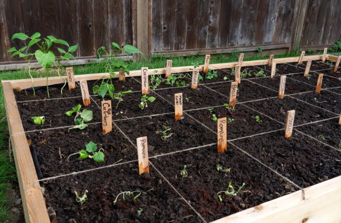 square foot gardening