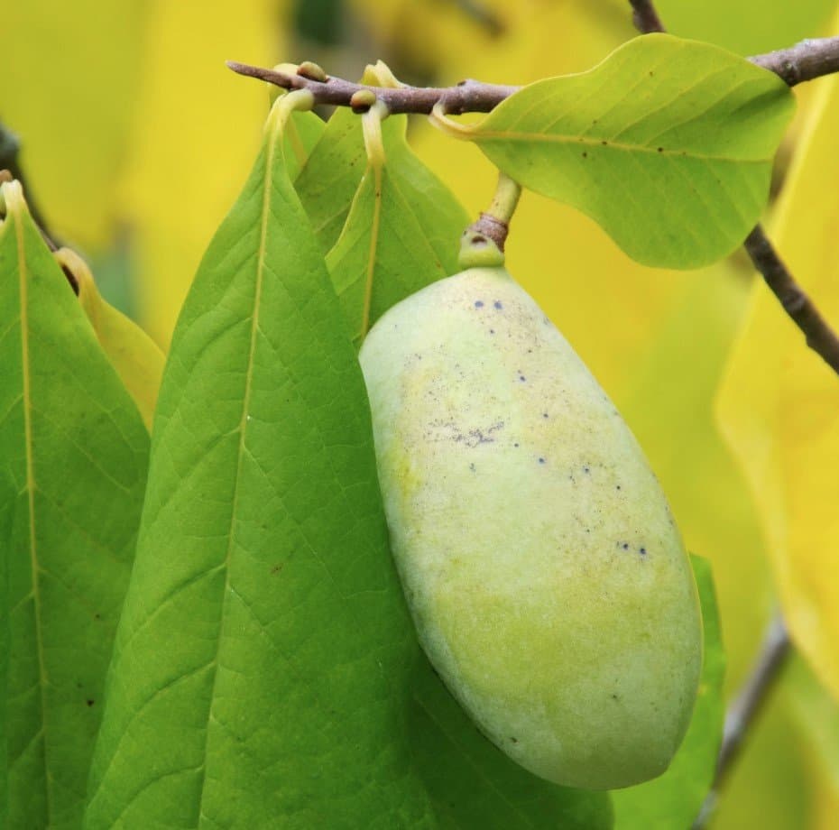 paw paw tropical fruit