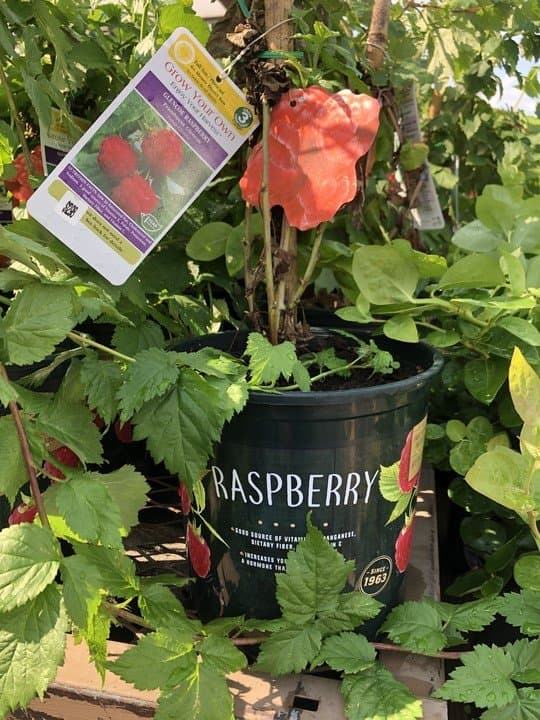 raspberry tree