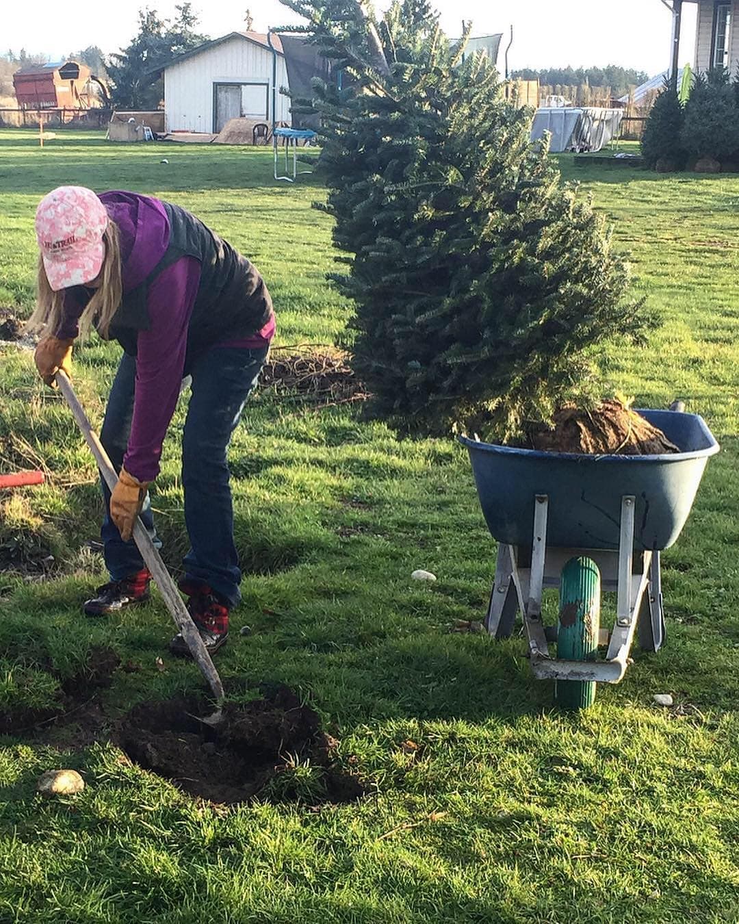 Evergrow Christmas Tree