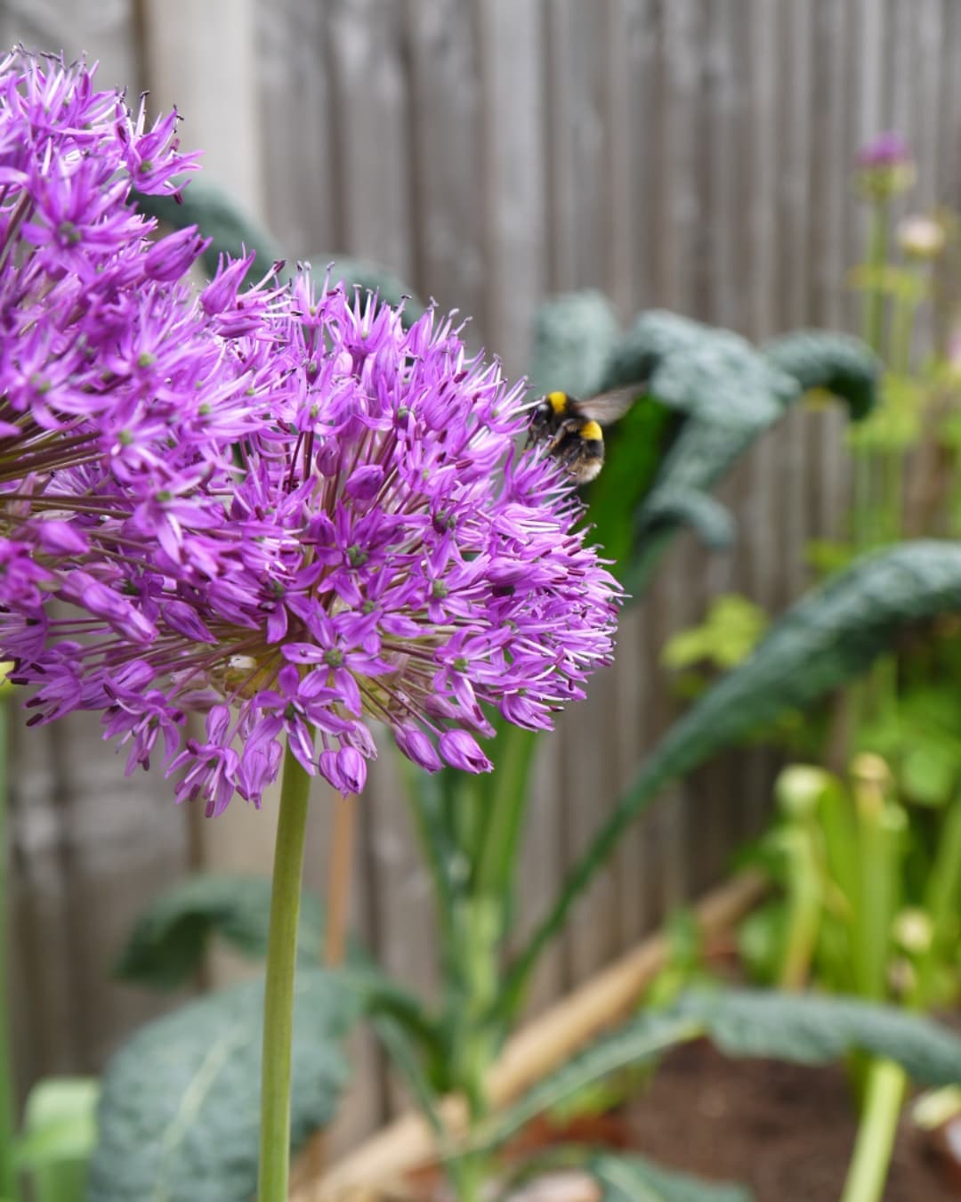 honeybee on flower by theenglishgardener