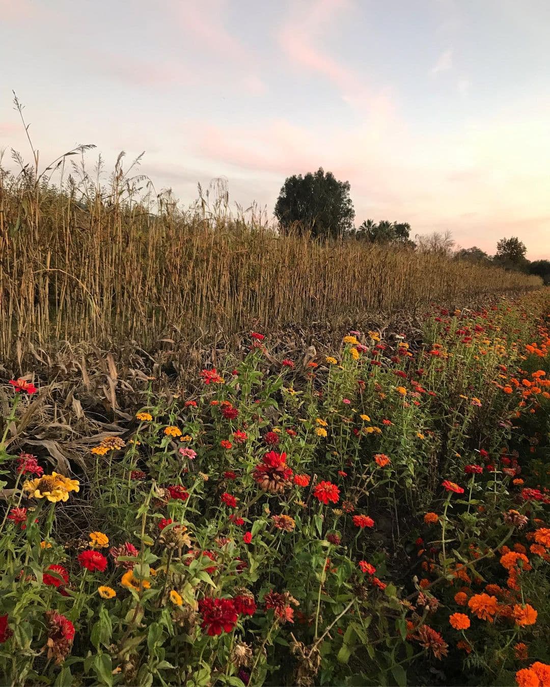 wild flower field by farmerhands