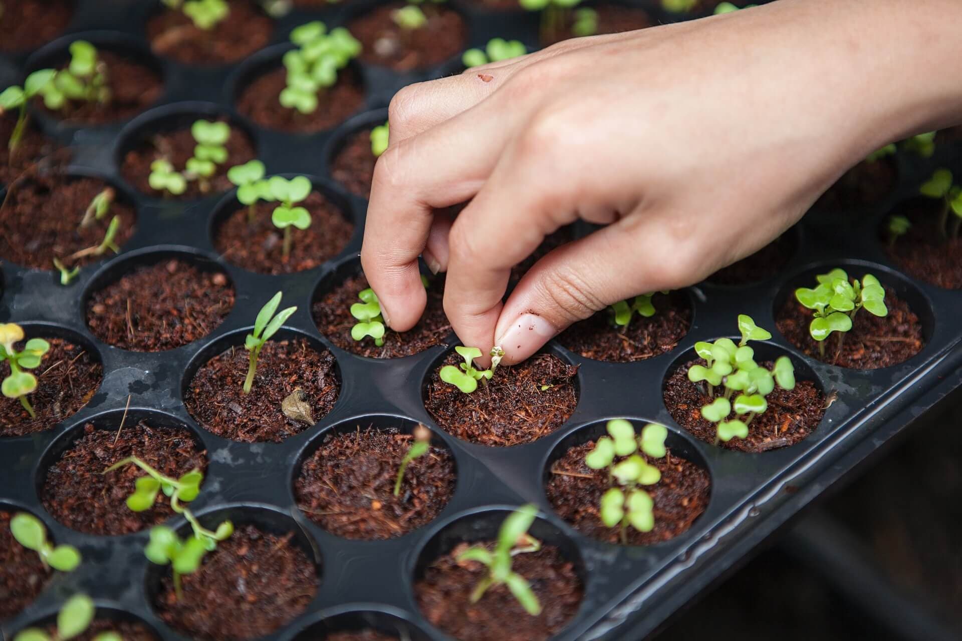planting seeds by jlanzarini unsplash