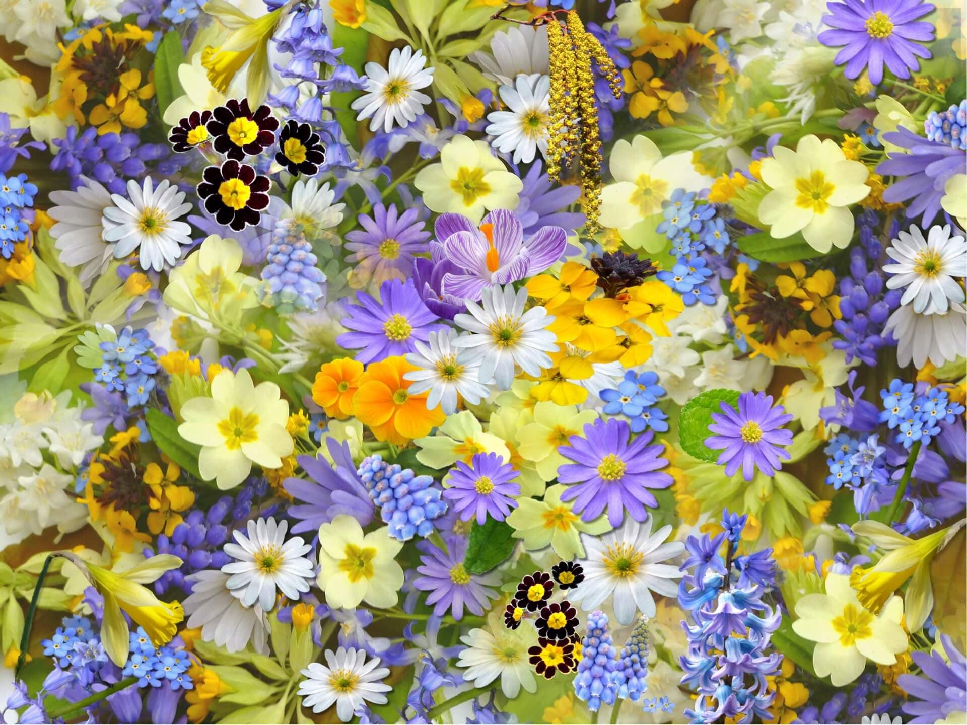 bed of flowers by pixabay on pexels