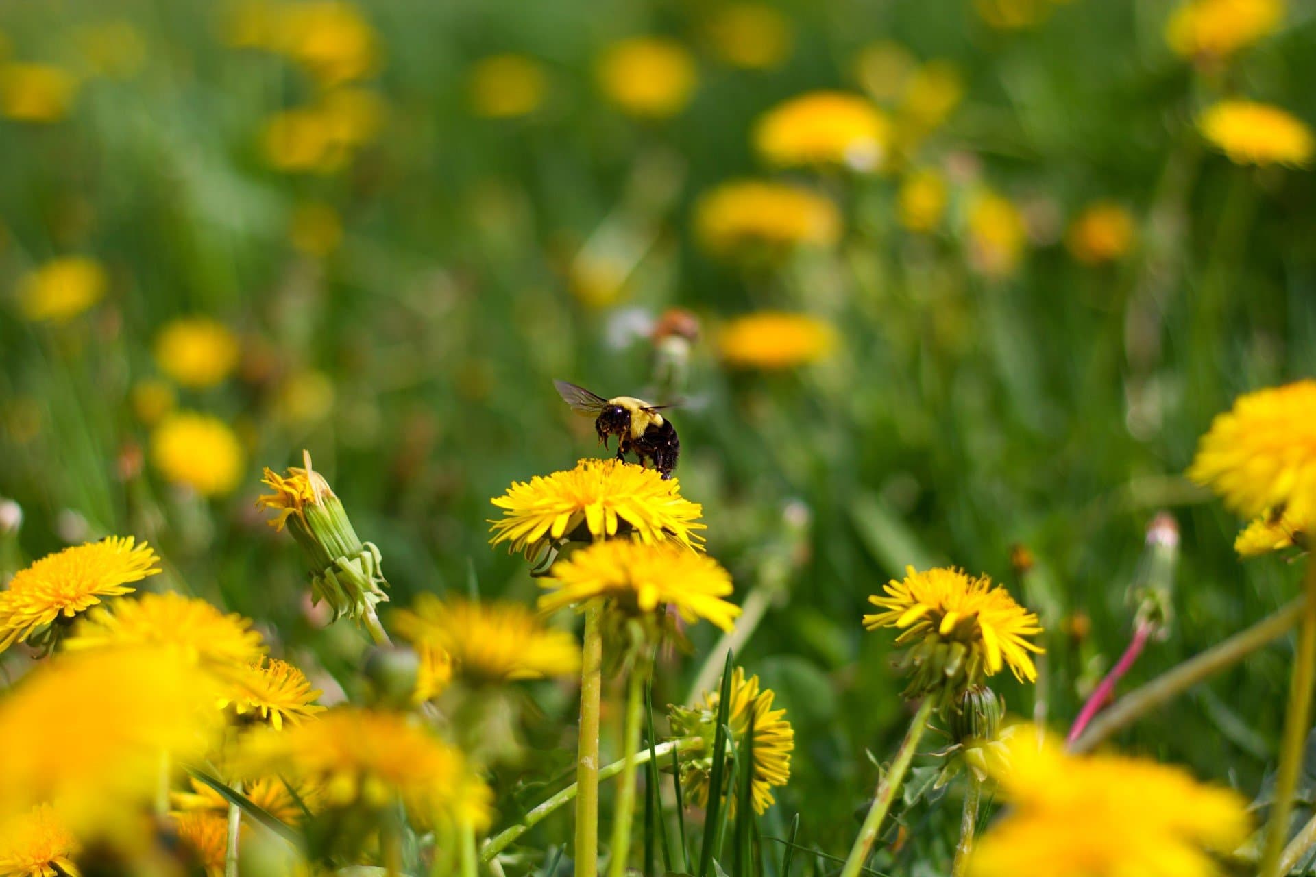 bee on flower by bennito05 unsplash