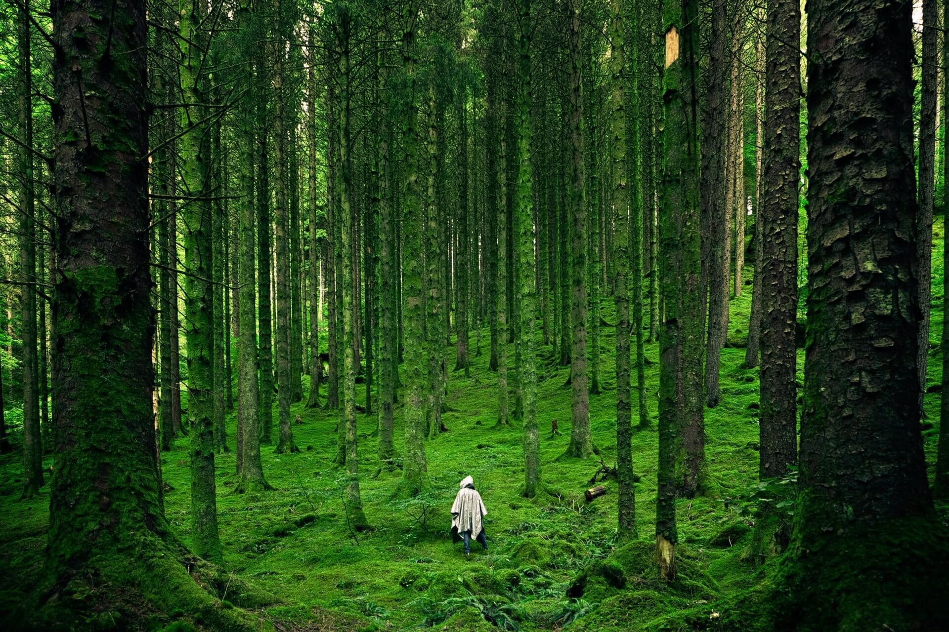 earth day - forest