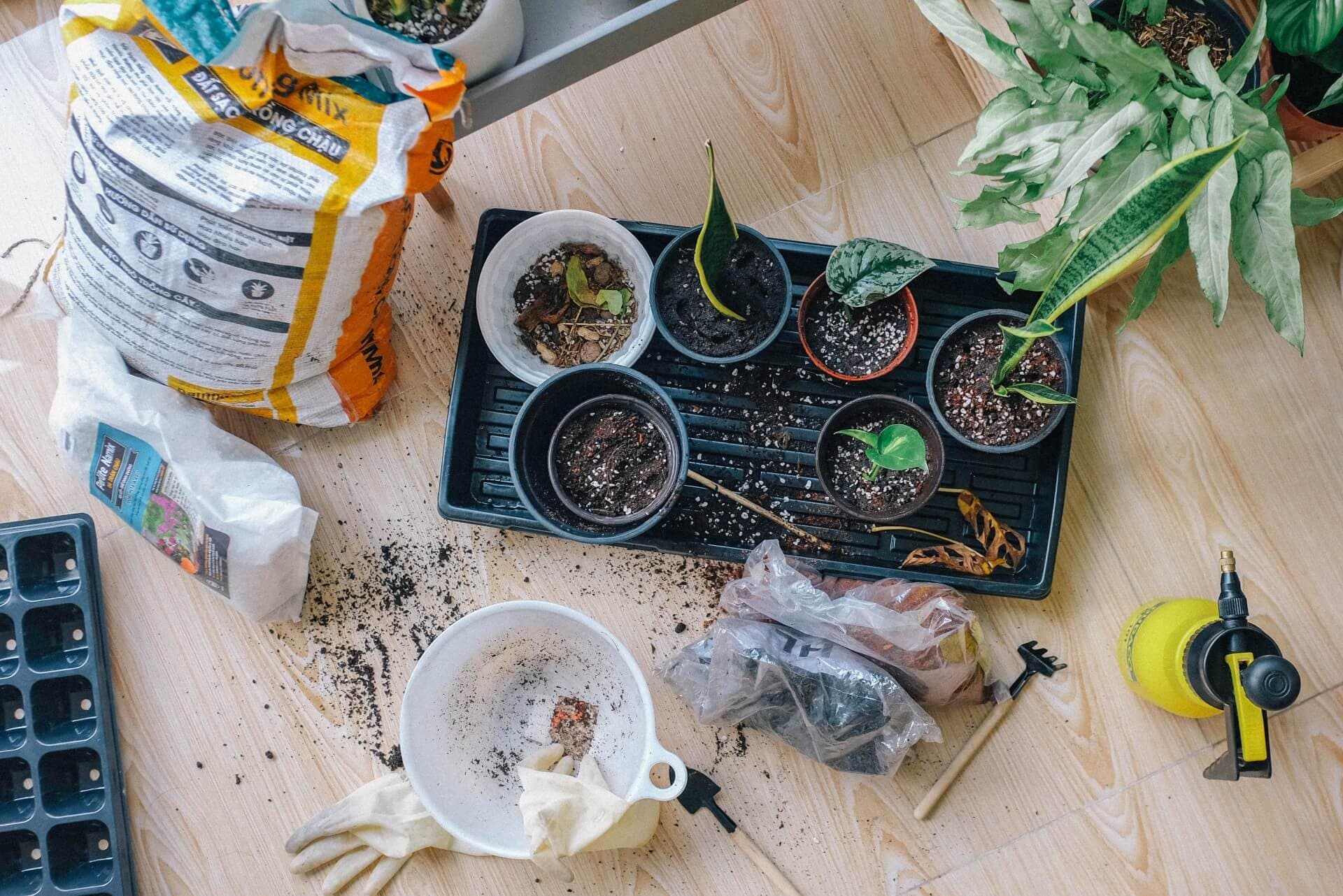 repotting houseplants by huy-phan pexels
