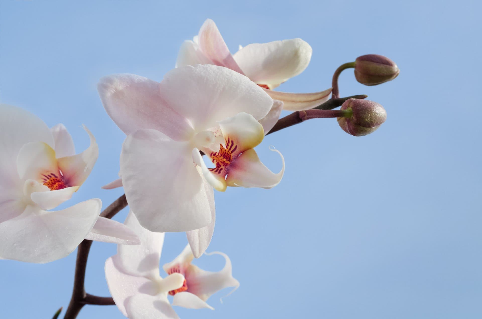white orchid by skitterphoto pexels