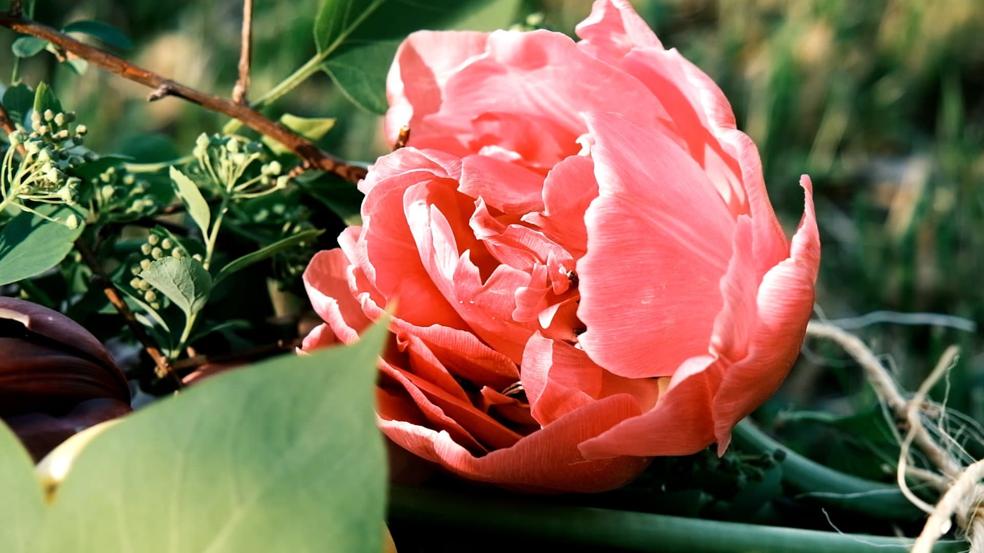 The story of a Montreal flower farmer