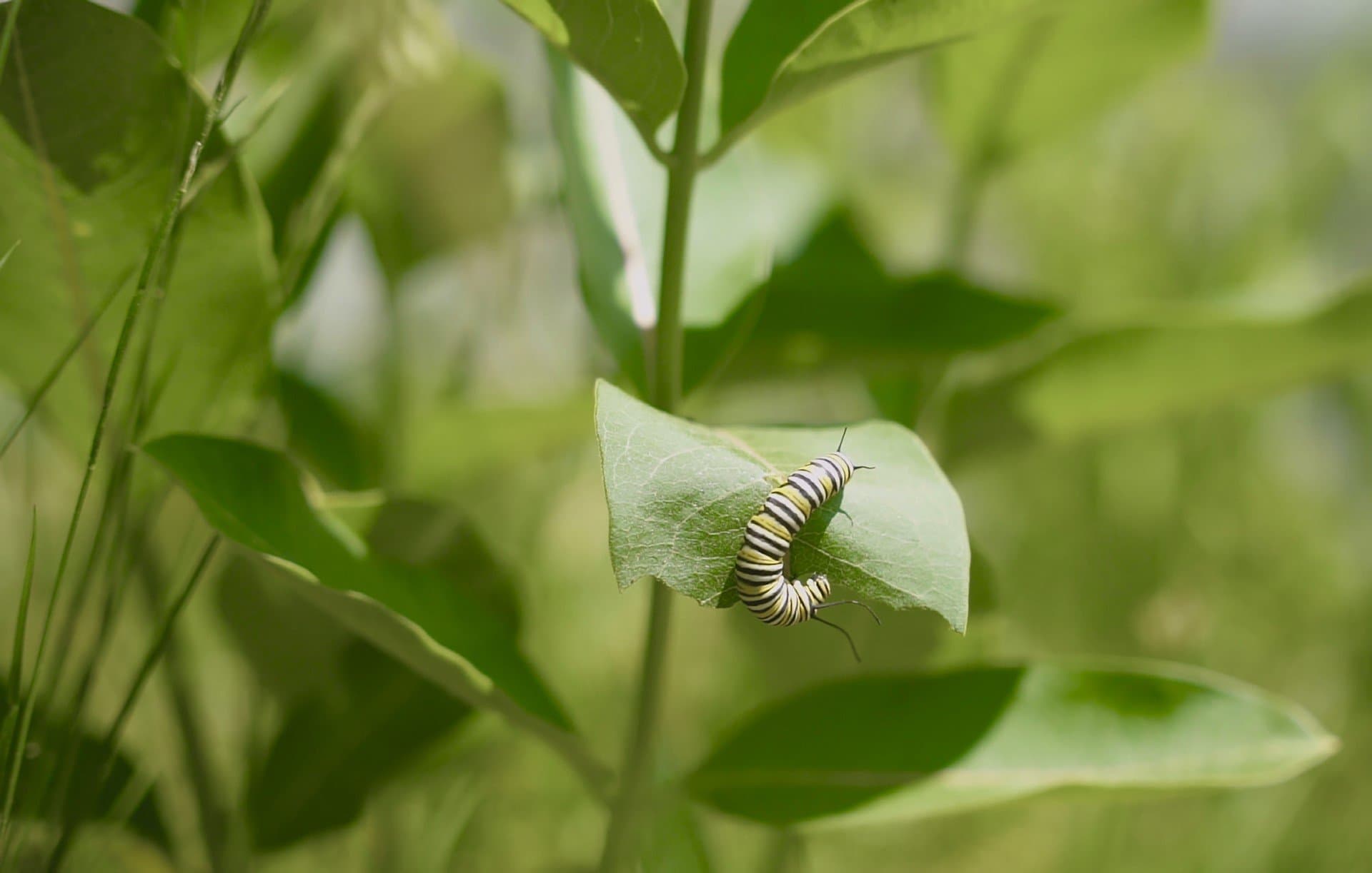 caterpillar on leaves