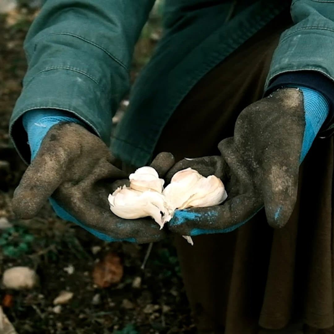 garlic in hands