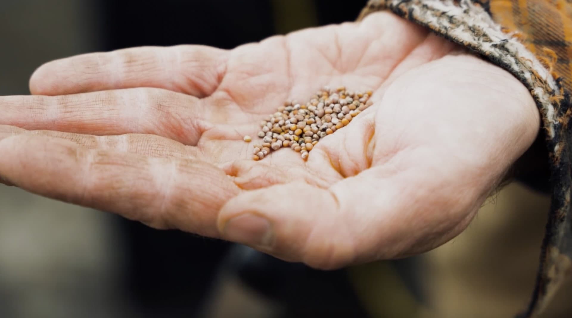 Tips for sowing seeds directly in your garden