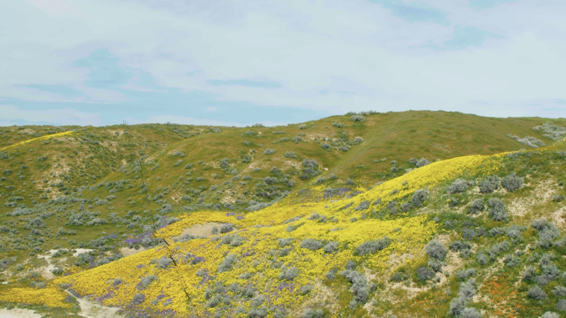 superbloom field