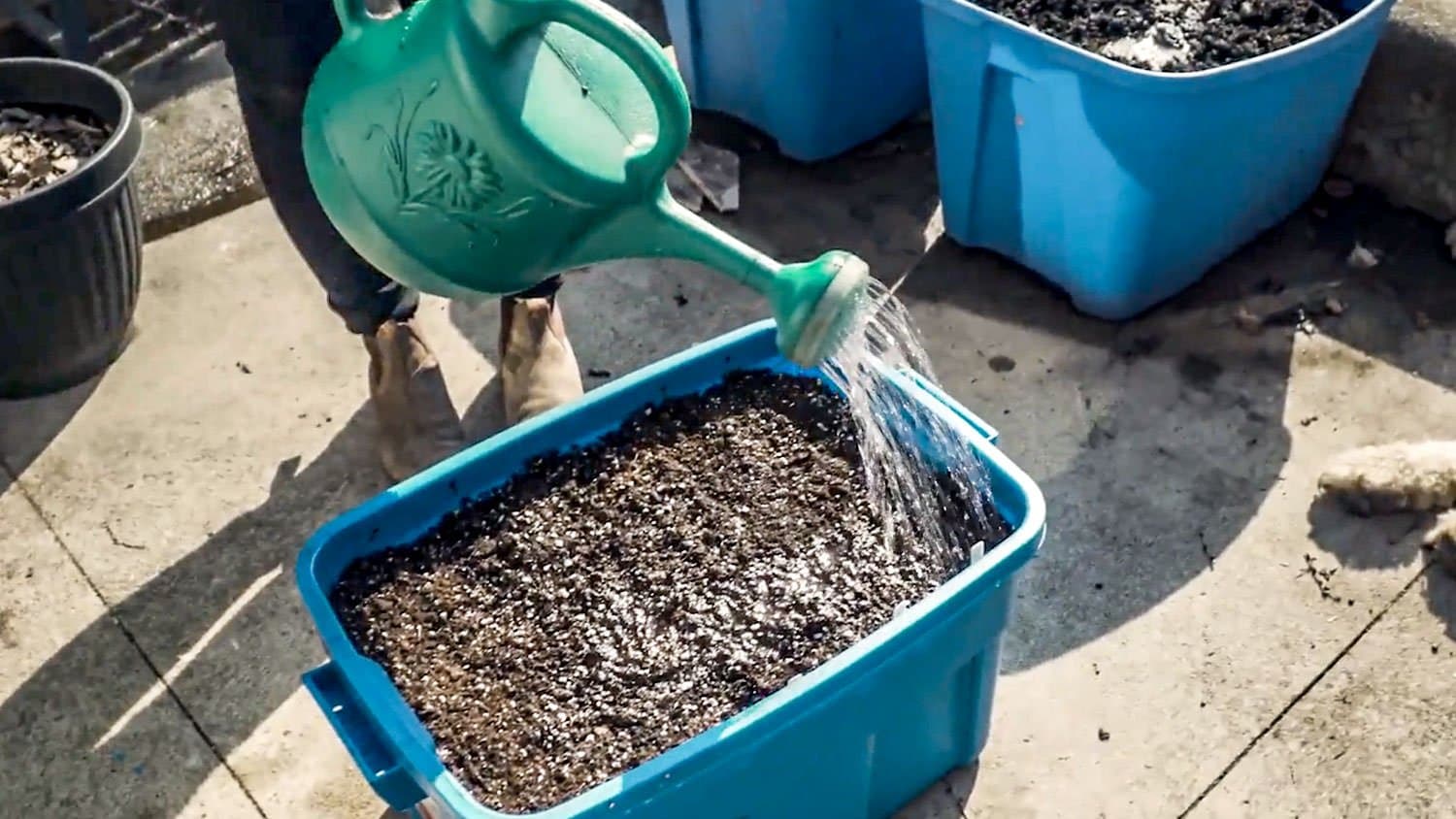 Growing carrots in containers