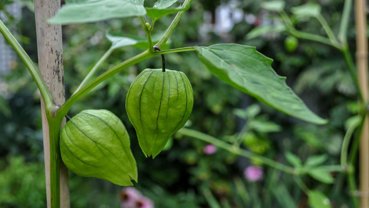 Two Tomatillos On A Plant