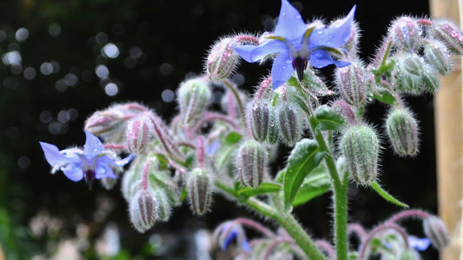 Borage