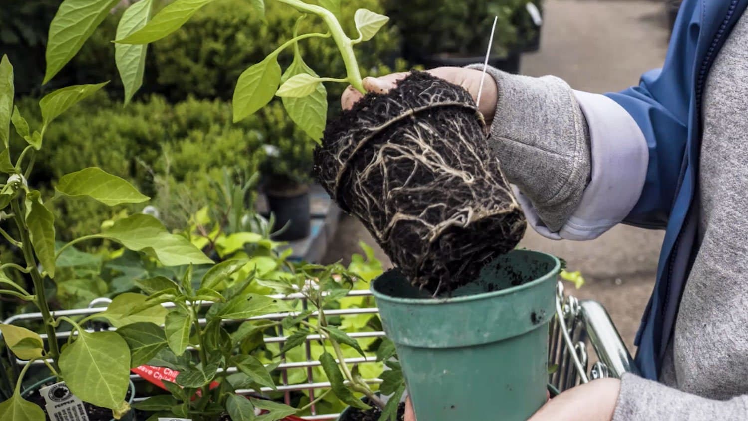Buying seedlings – a guide for success