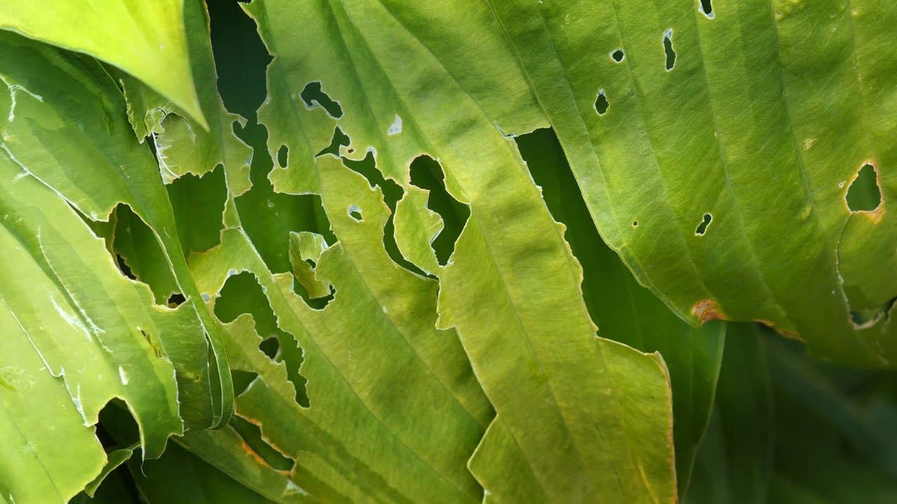 Dealing with pests in your garden | ask gardenstead 002