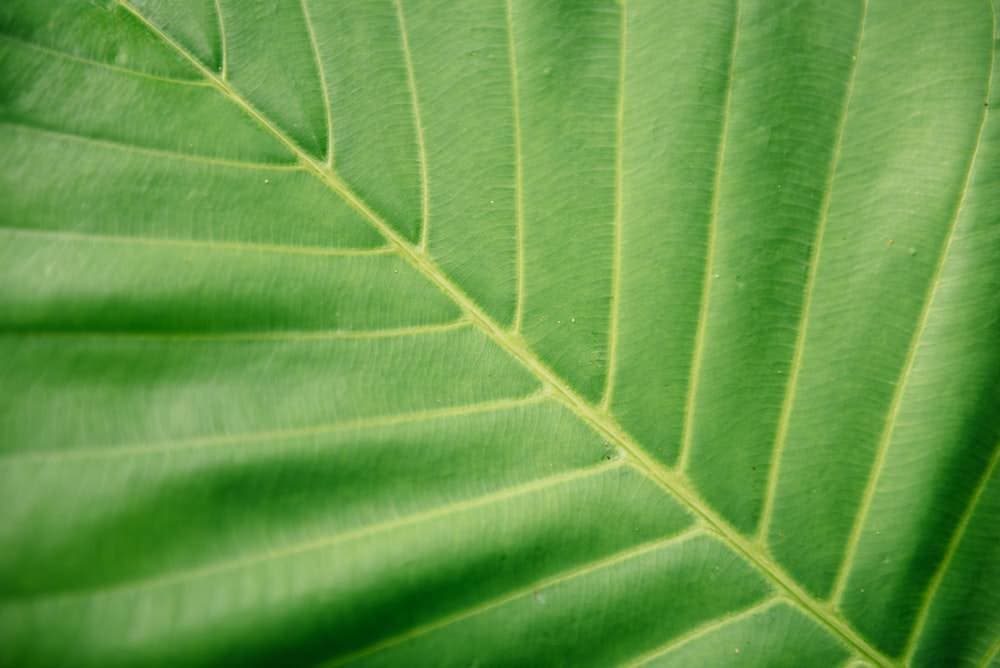 Let’s talk houseplants | ask gardenstead 003