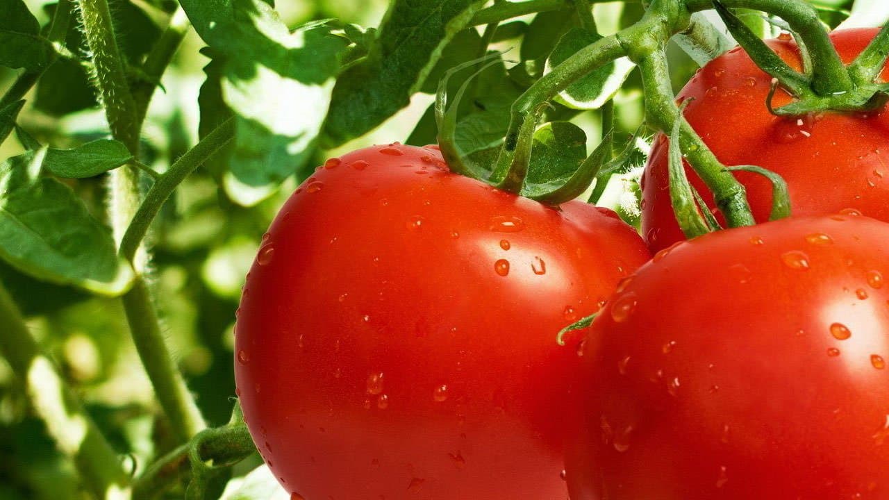 The tomato episode | ask gardenstead 006