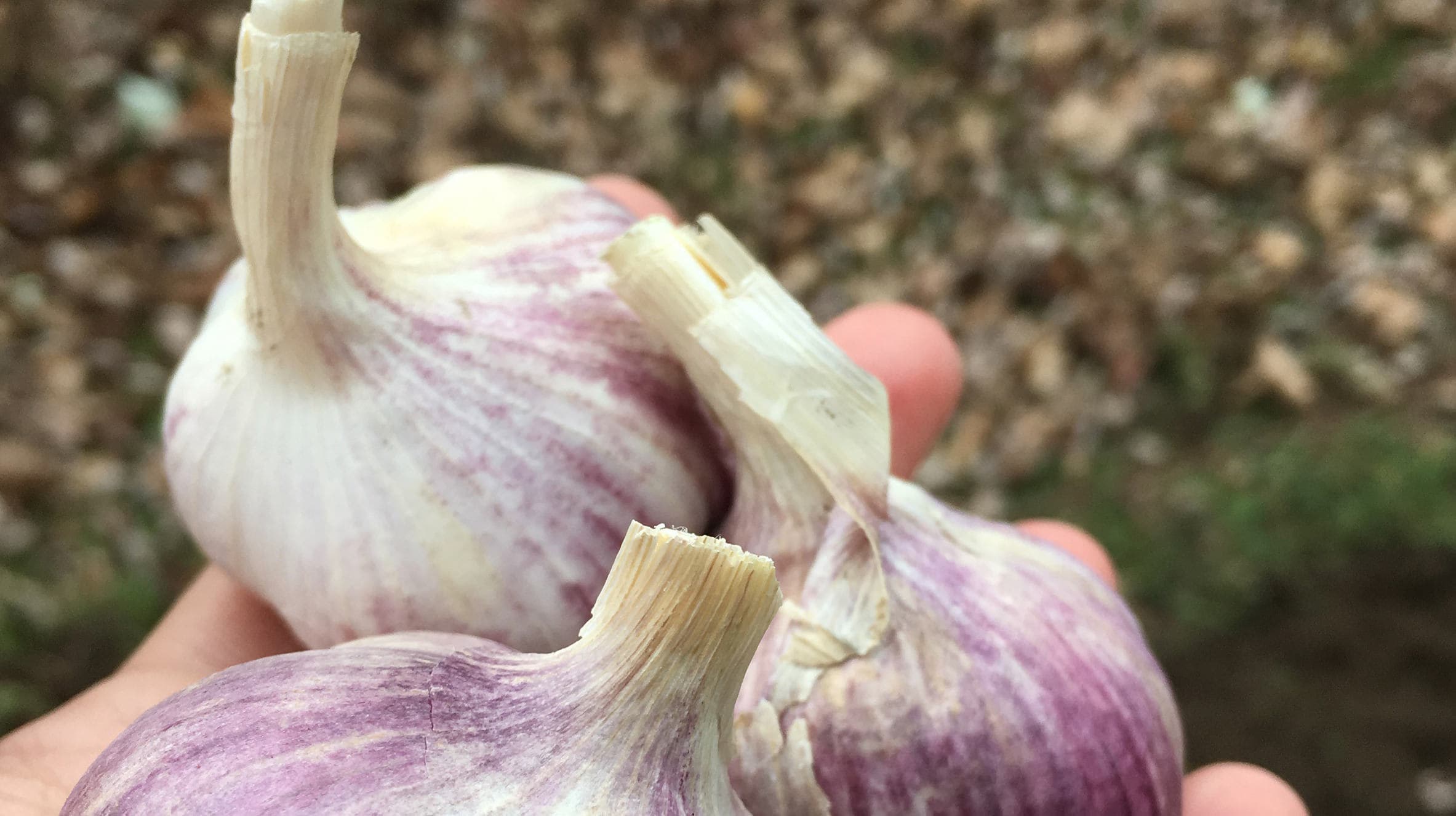 How-to: plant, harvest & cure garlic