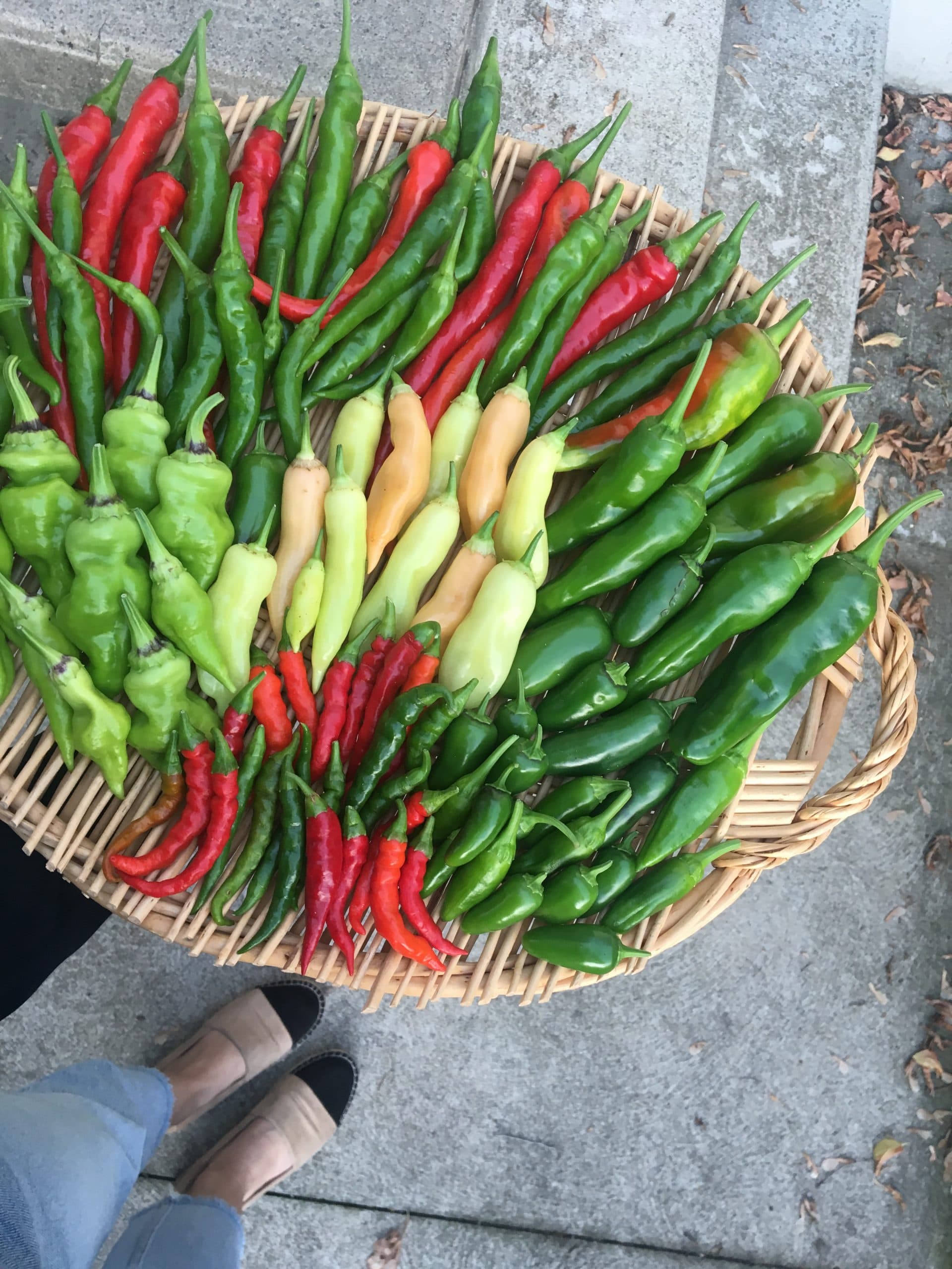 A spicy lesson: growing the world’s hottest peppers