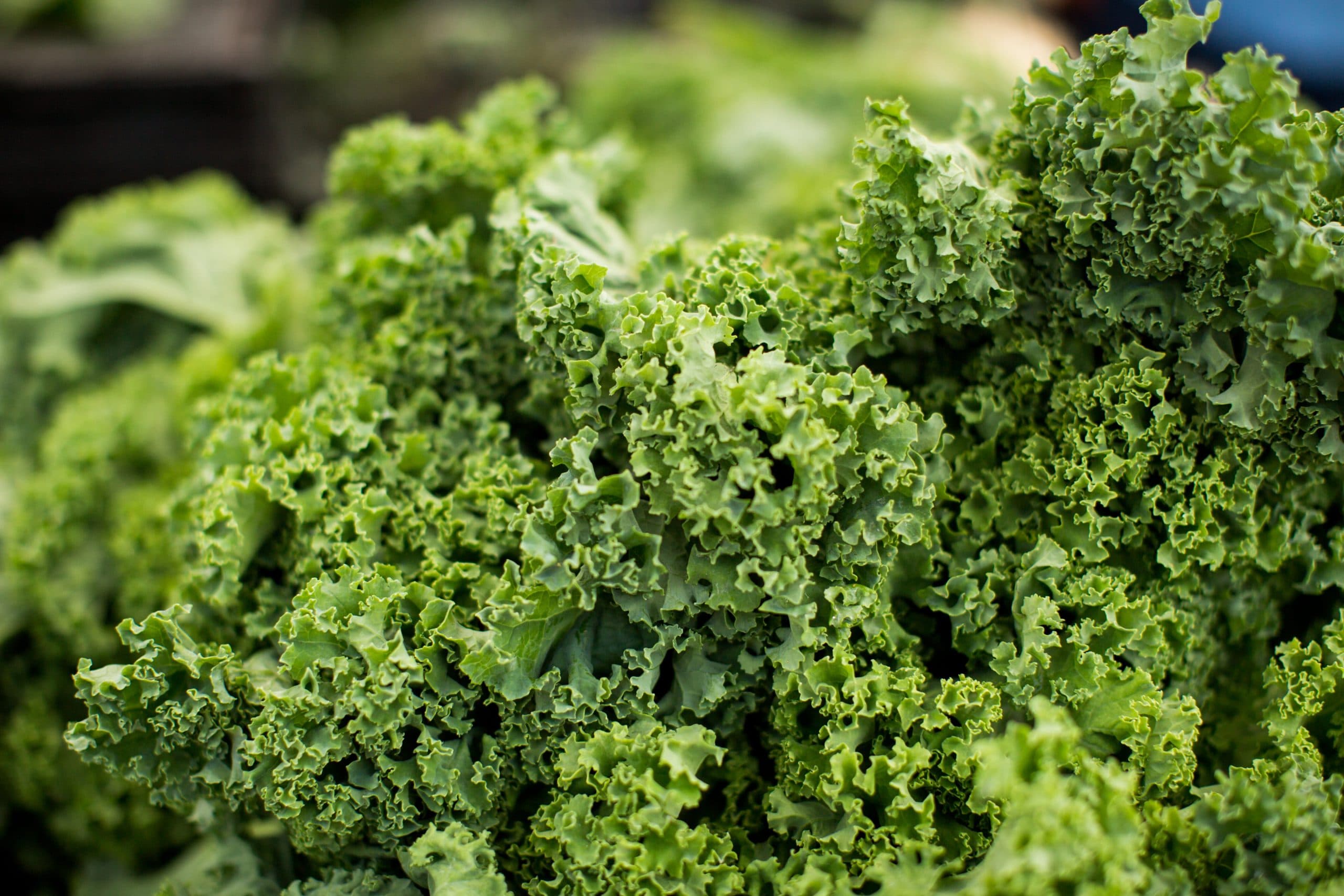 How to grow kale