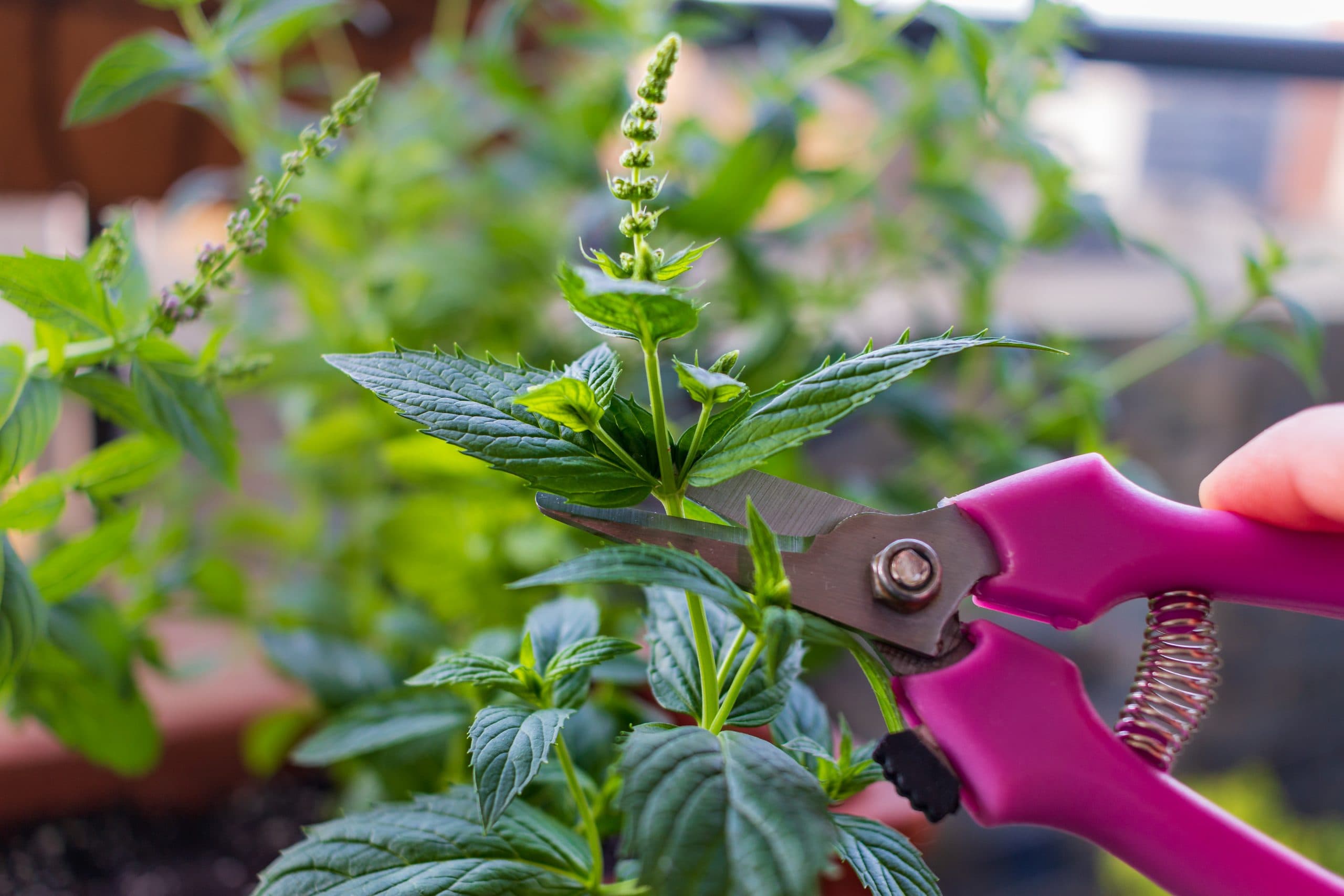 Herbs bolting vs. flowering – do you know the difference?