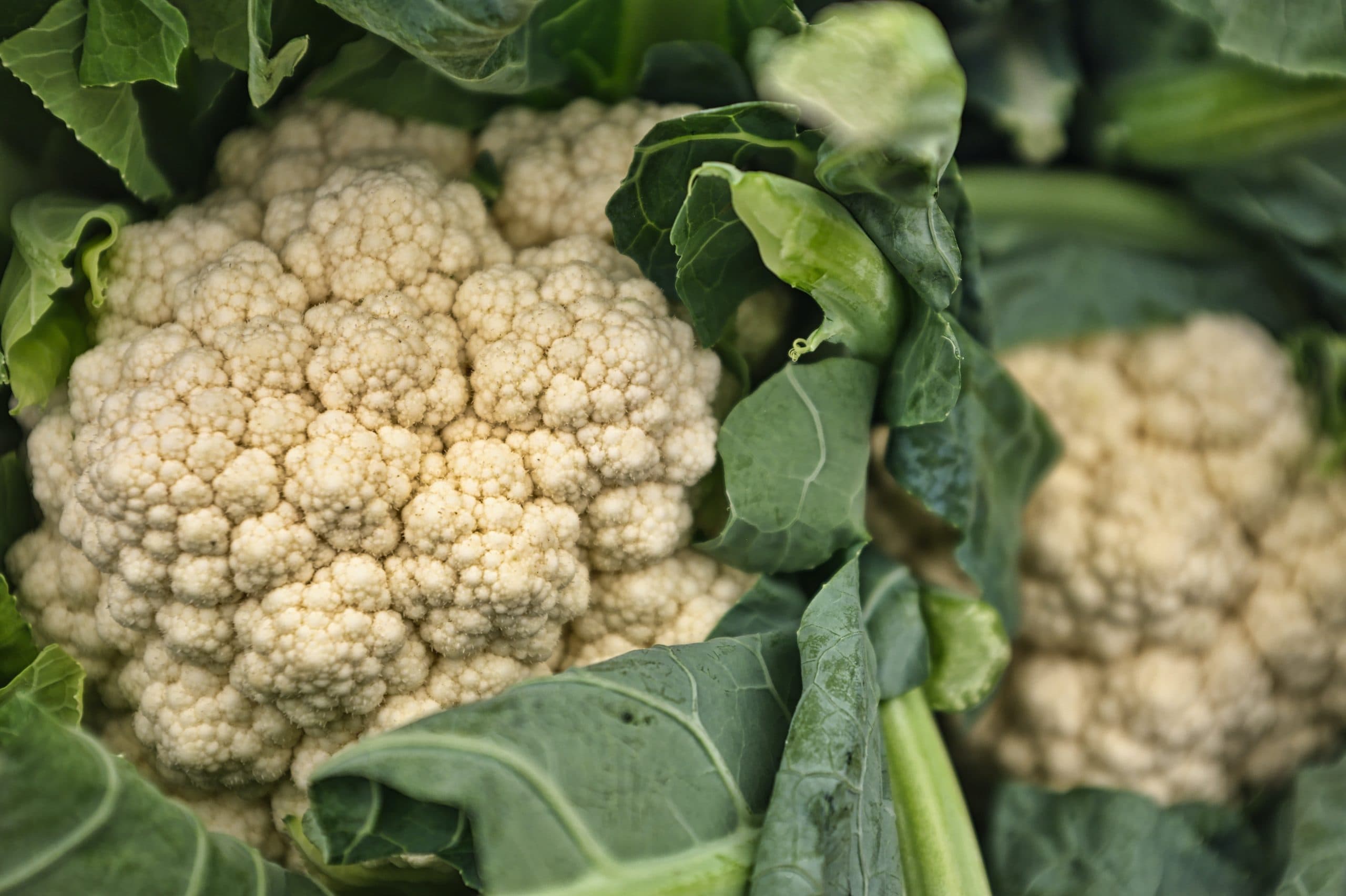 How to grow cauliflower
