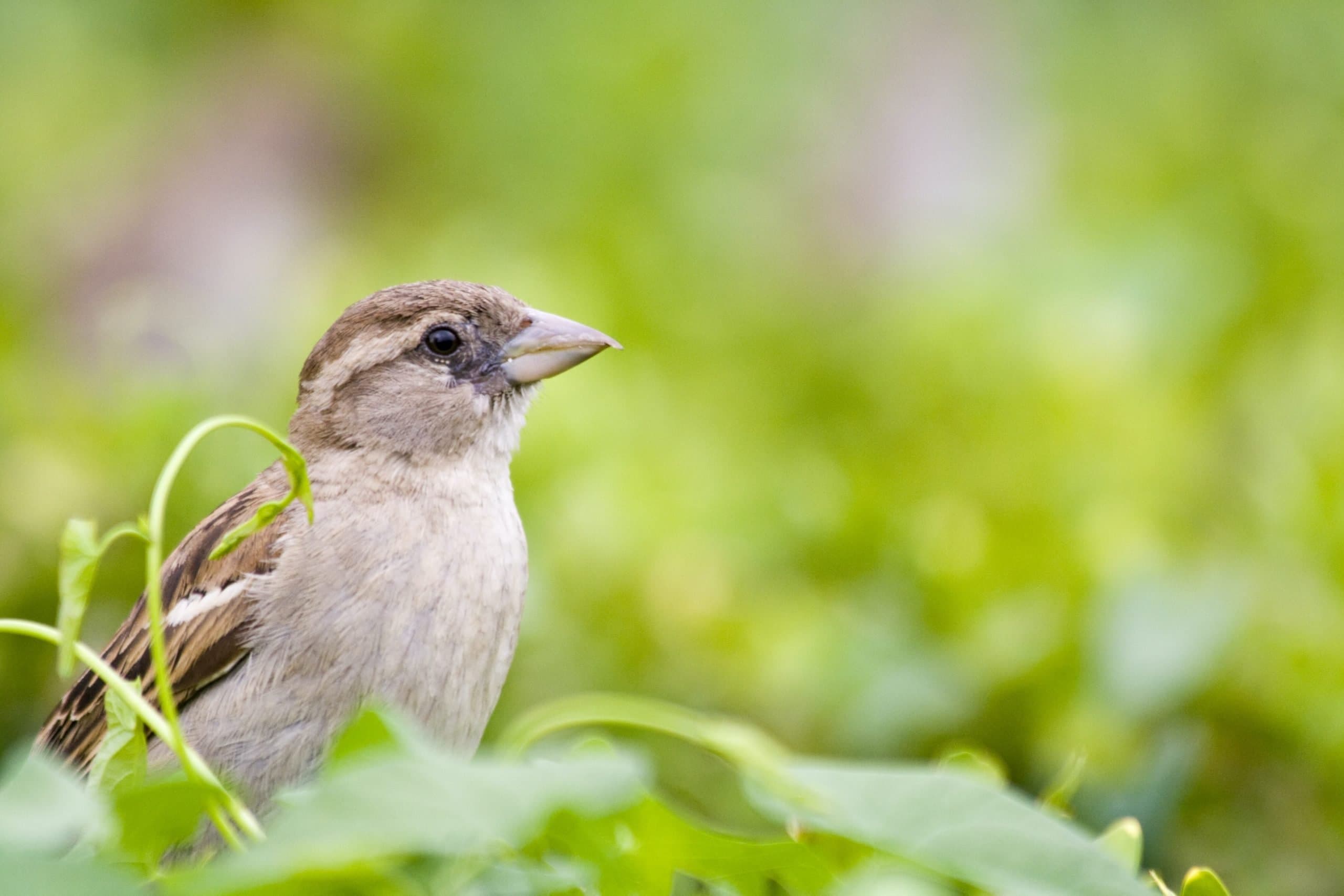 How to attract beneficial birds