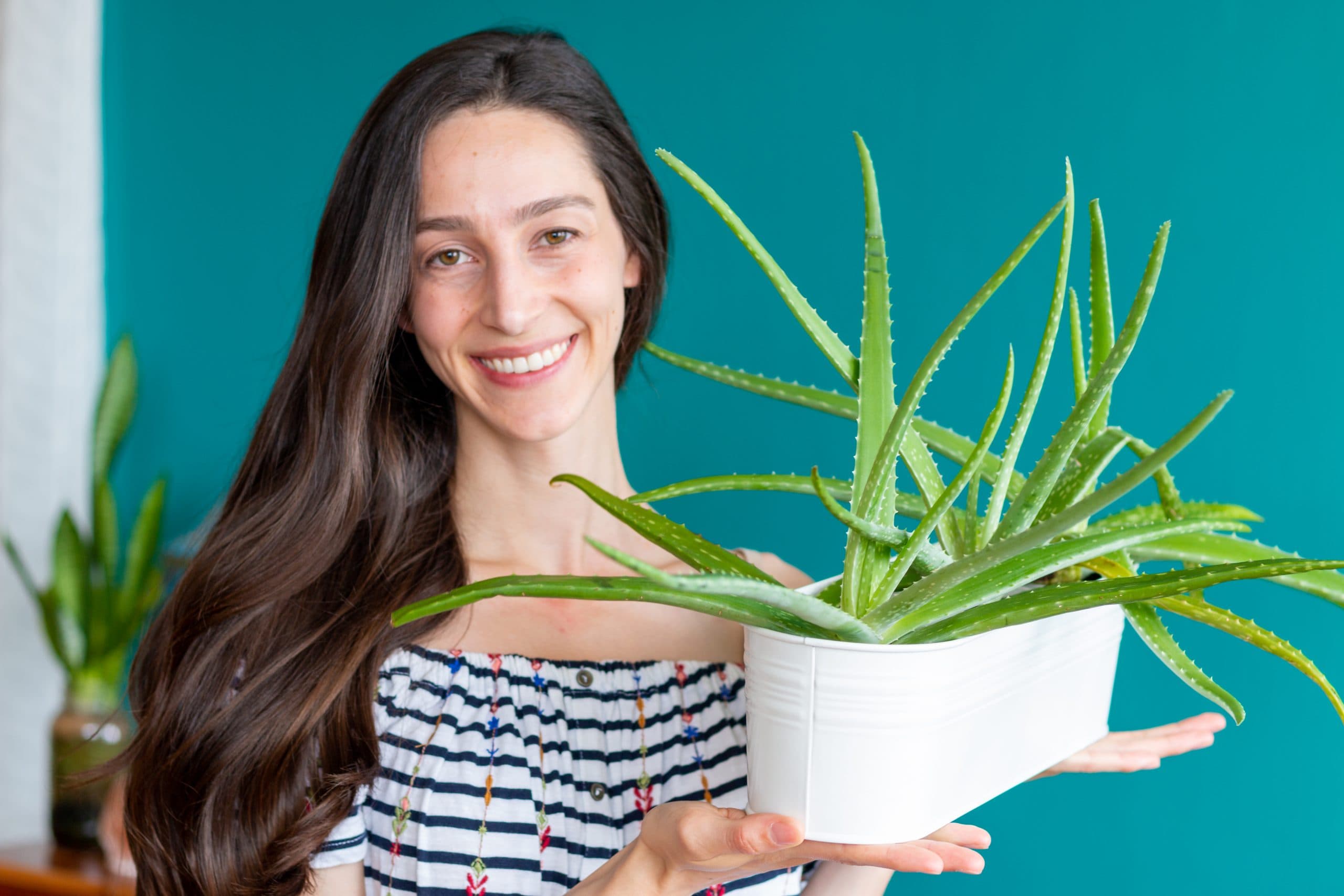 An aloe-killer’s guide to thriving aloe vera plants