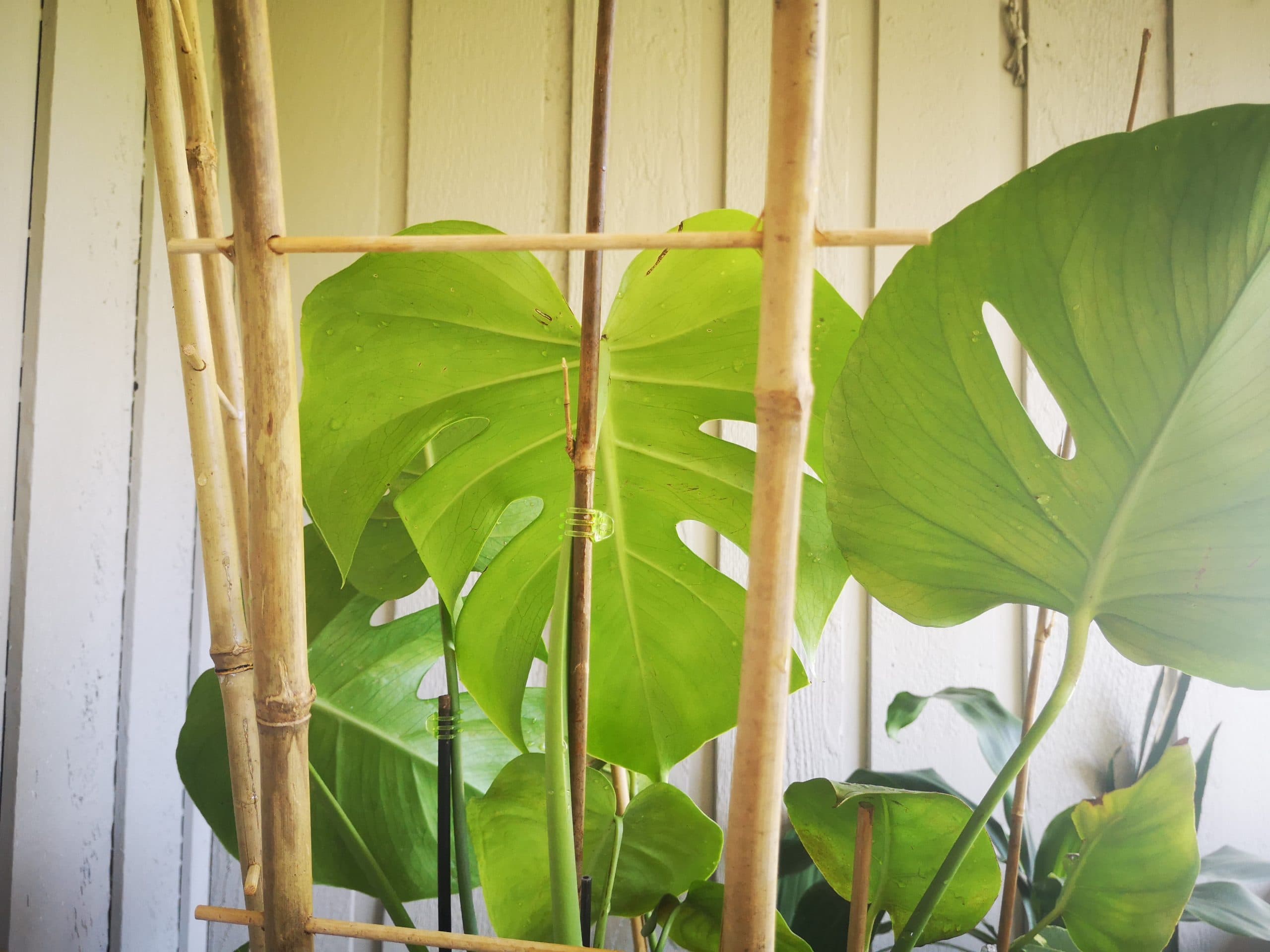 Surprising Facts about the Monstera Deliciosa Plant!
