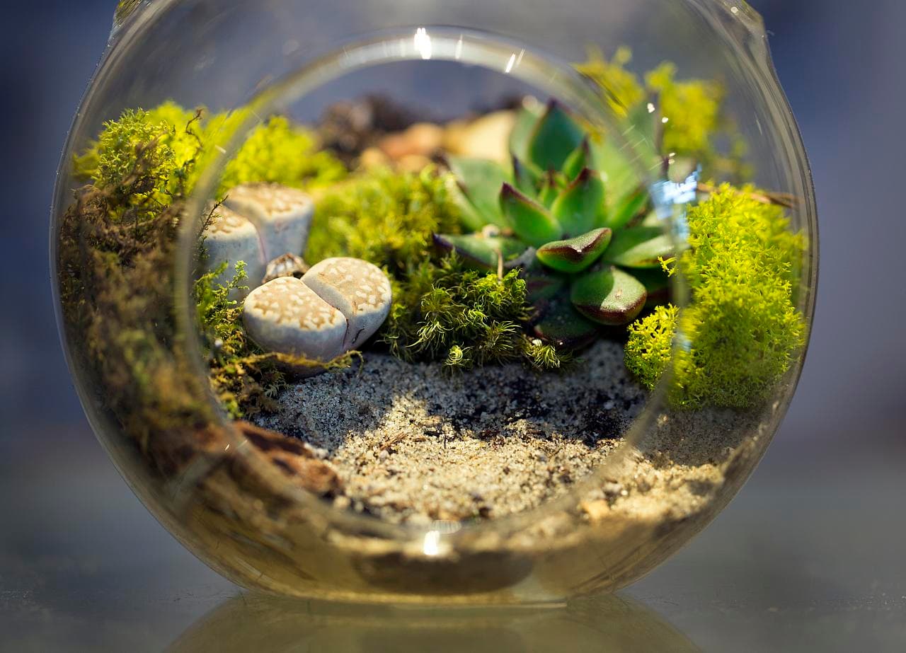 Photo 1 - Small Terrarium