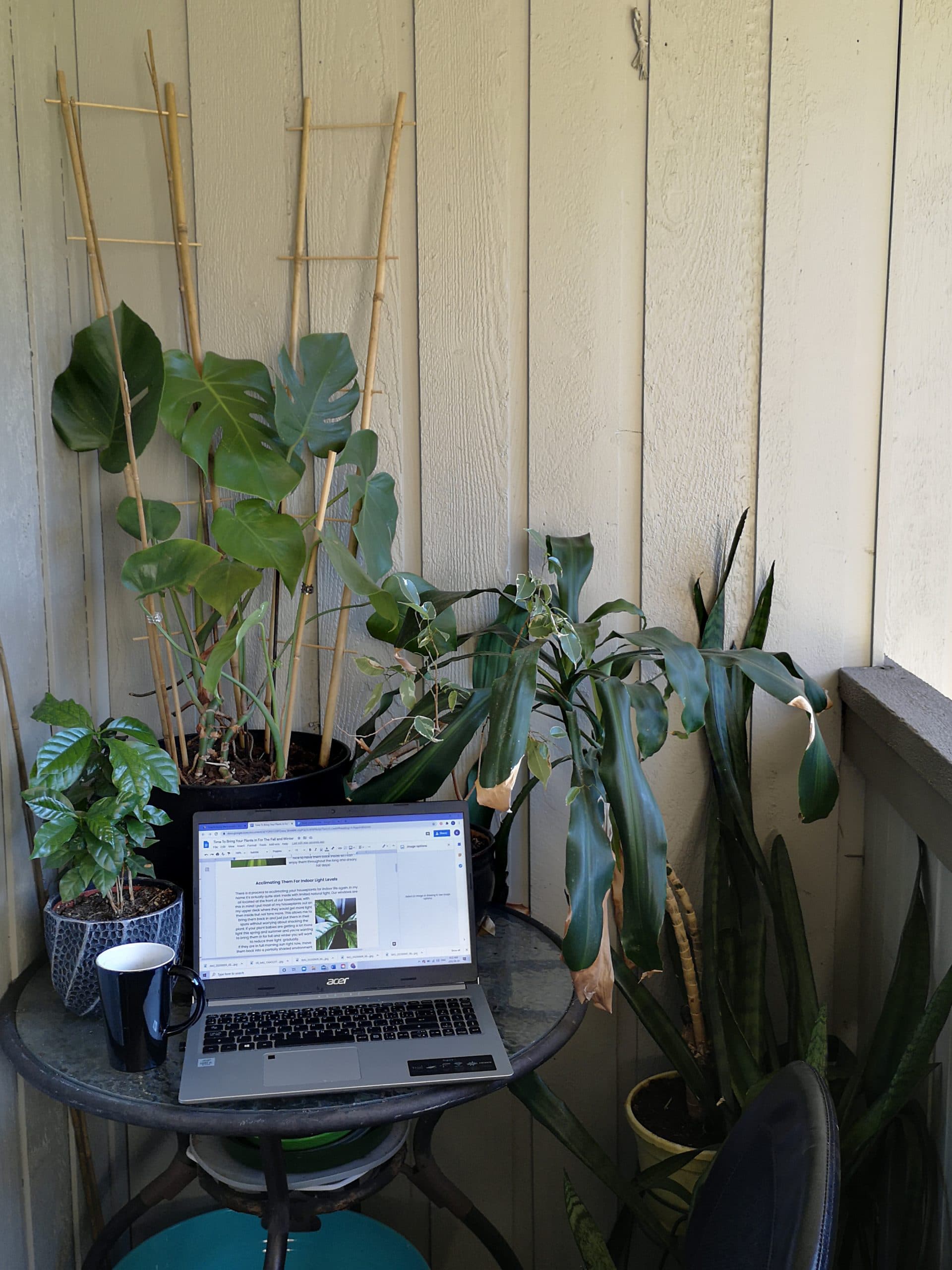 plant indoors with laptop