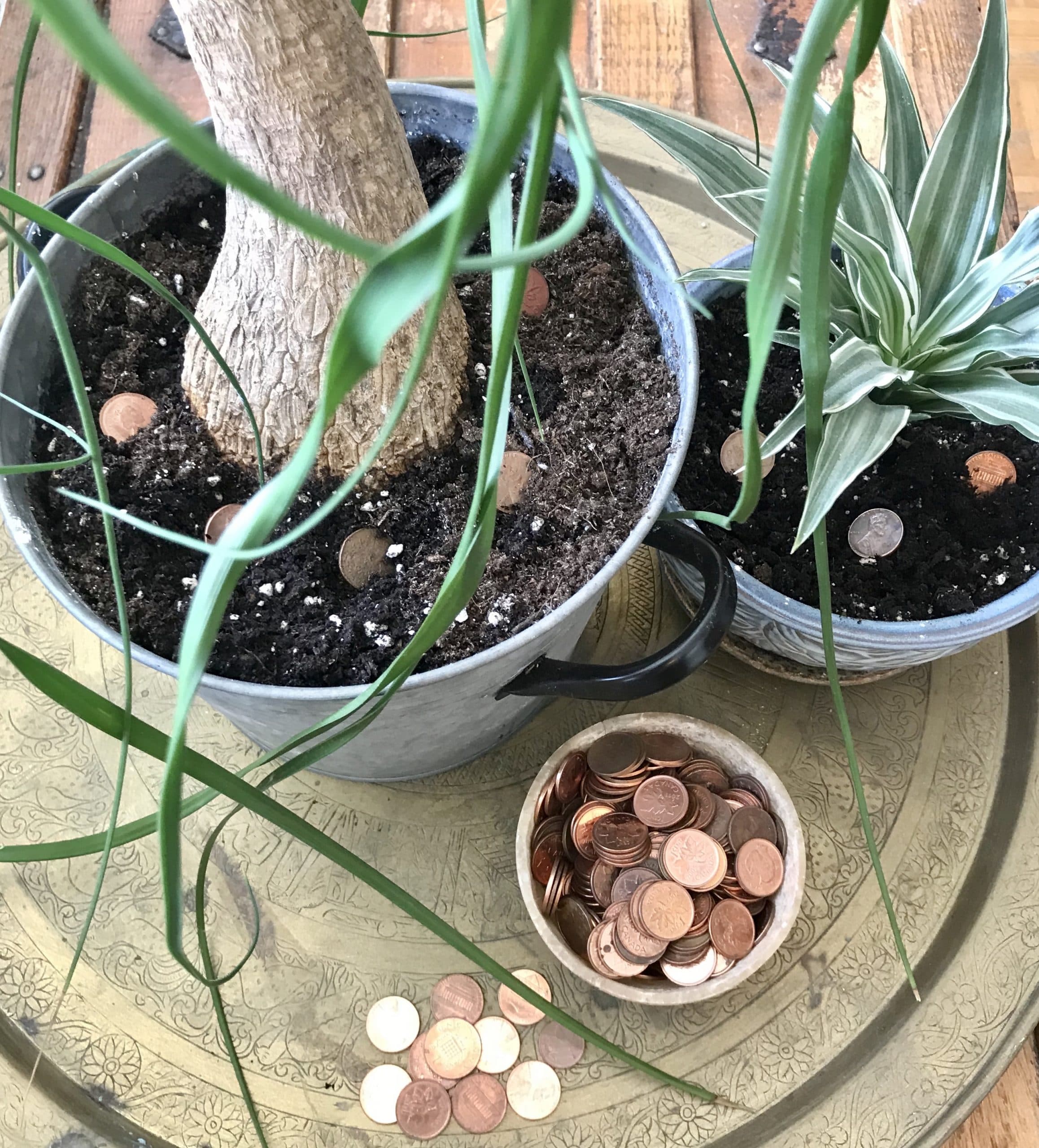 Photo 1 - Pennies and Plants