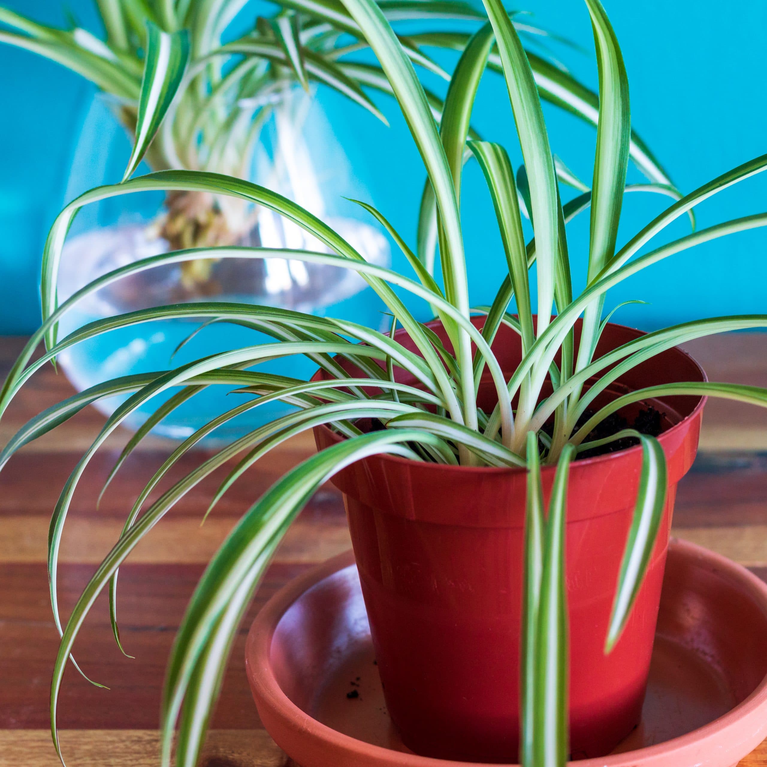 Spider Plant Prop Soil; chlorophytum comosum, spider ivy, airplane plant, St. Bernard's lily