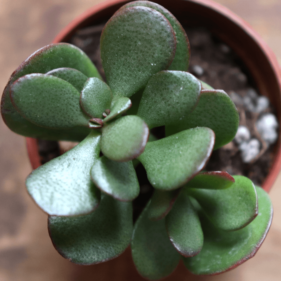 jade plant