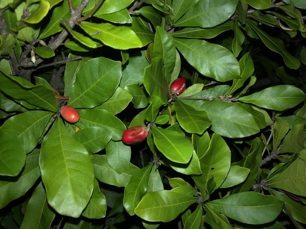 miracle fruit