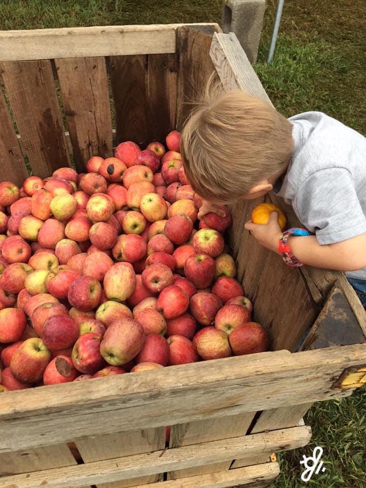 picking apples