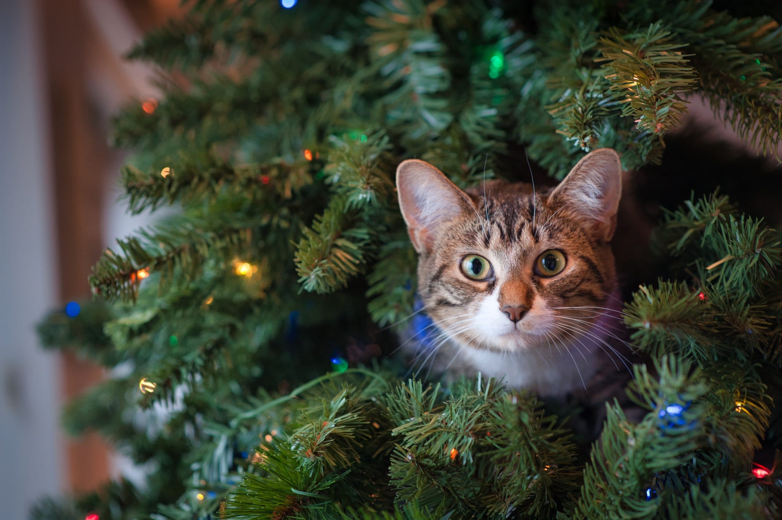 Cat in Christmas Tree - jessica lewis