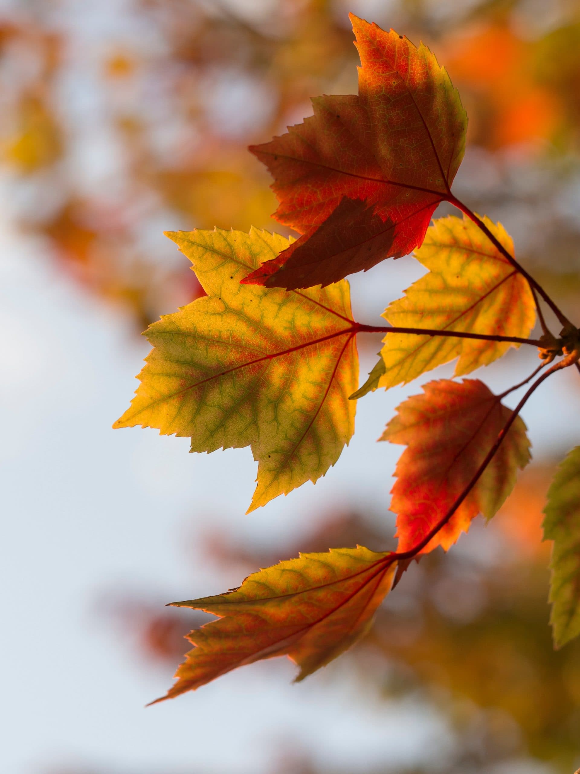 autumn leaves photo by Aaron Burden via unsplash