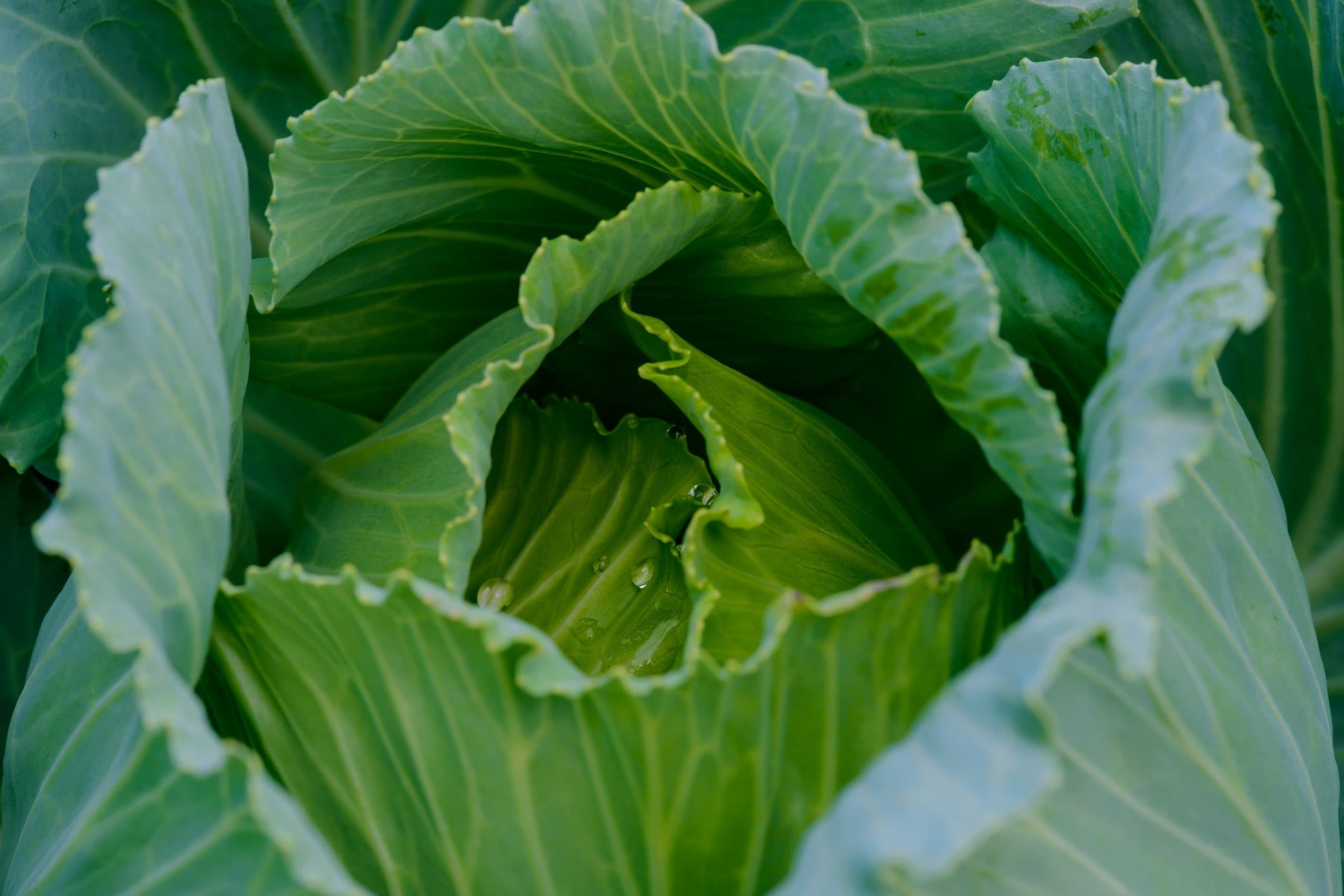 lettuce head photo by Craig Dimmick via unsplash