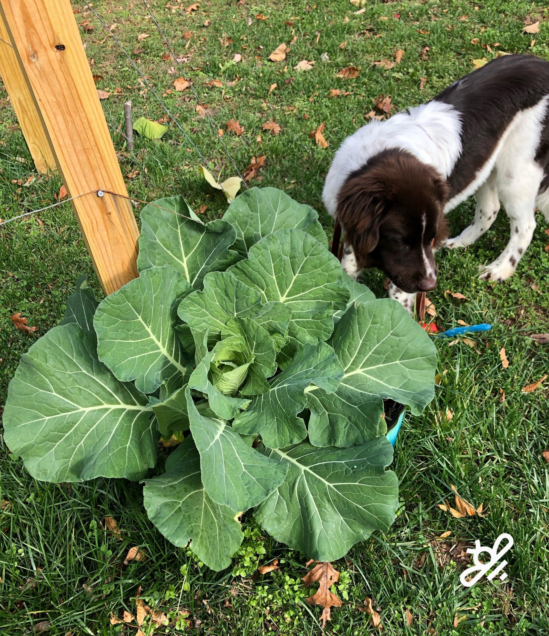 our dog with cabbage