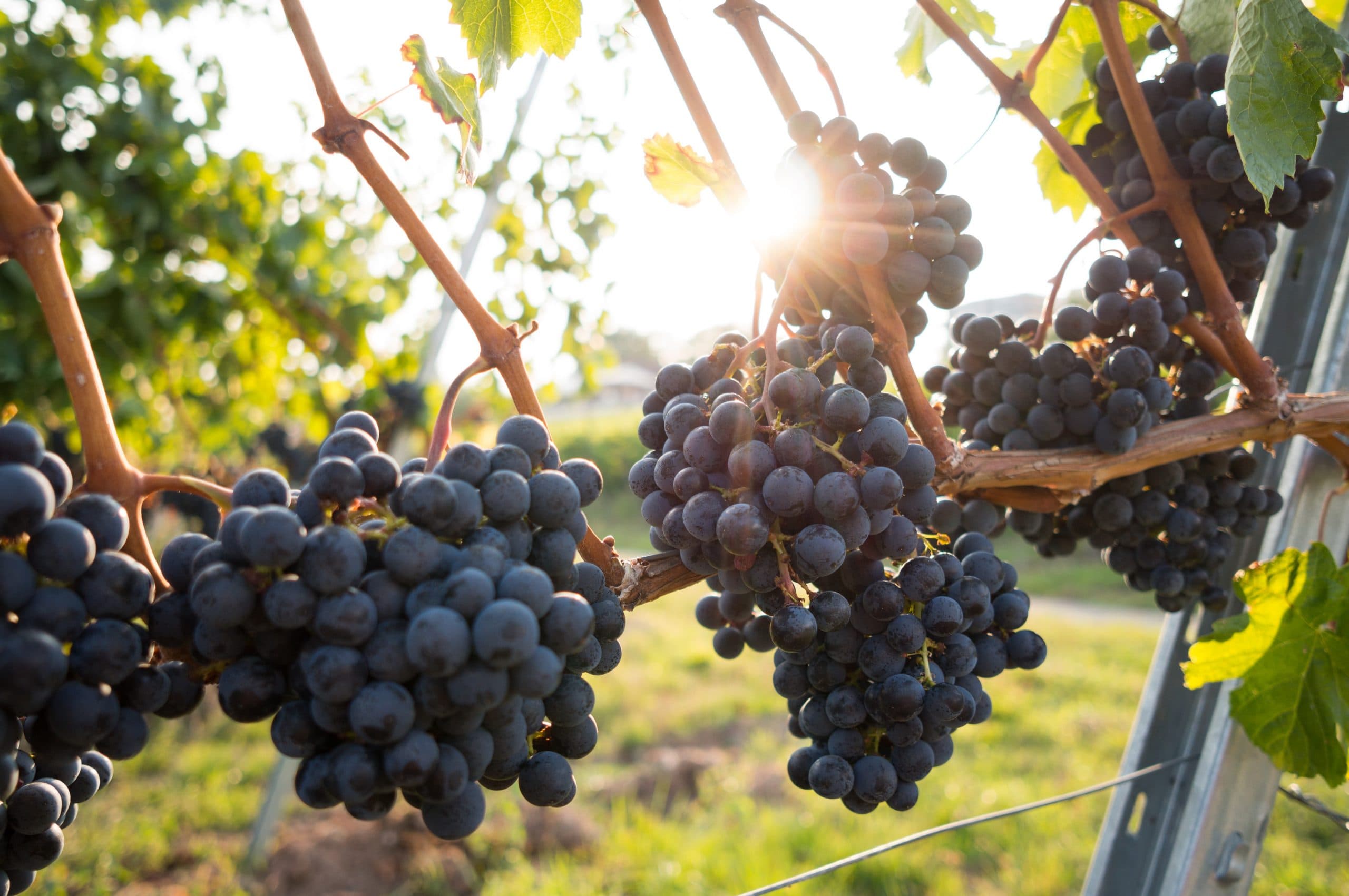 grapes on vine photo by David Kohler via unsplash