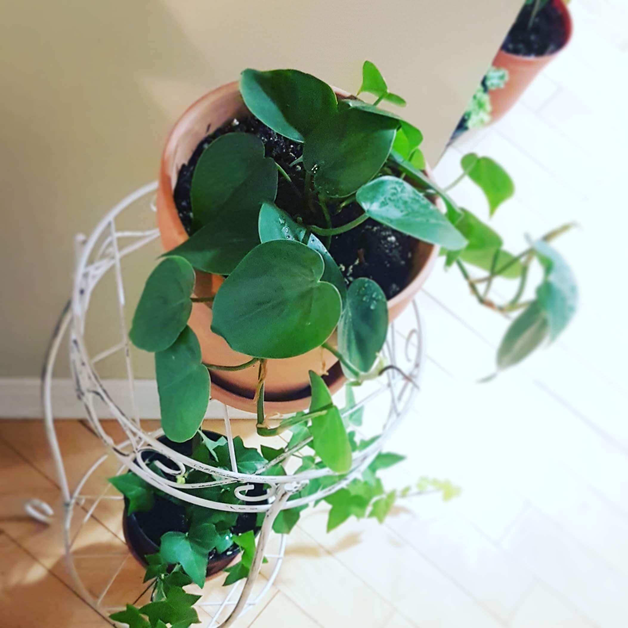 philodendron