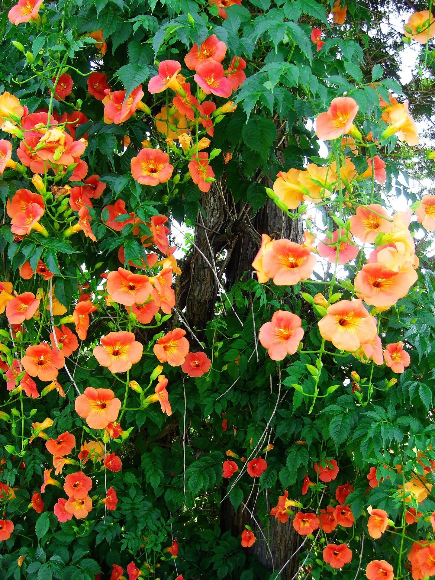 angels trumpet